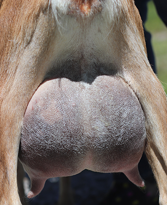 Lesperance Walk the Plank 